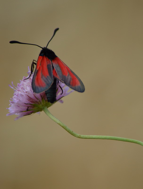 Farfalle da identificare